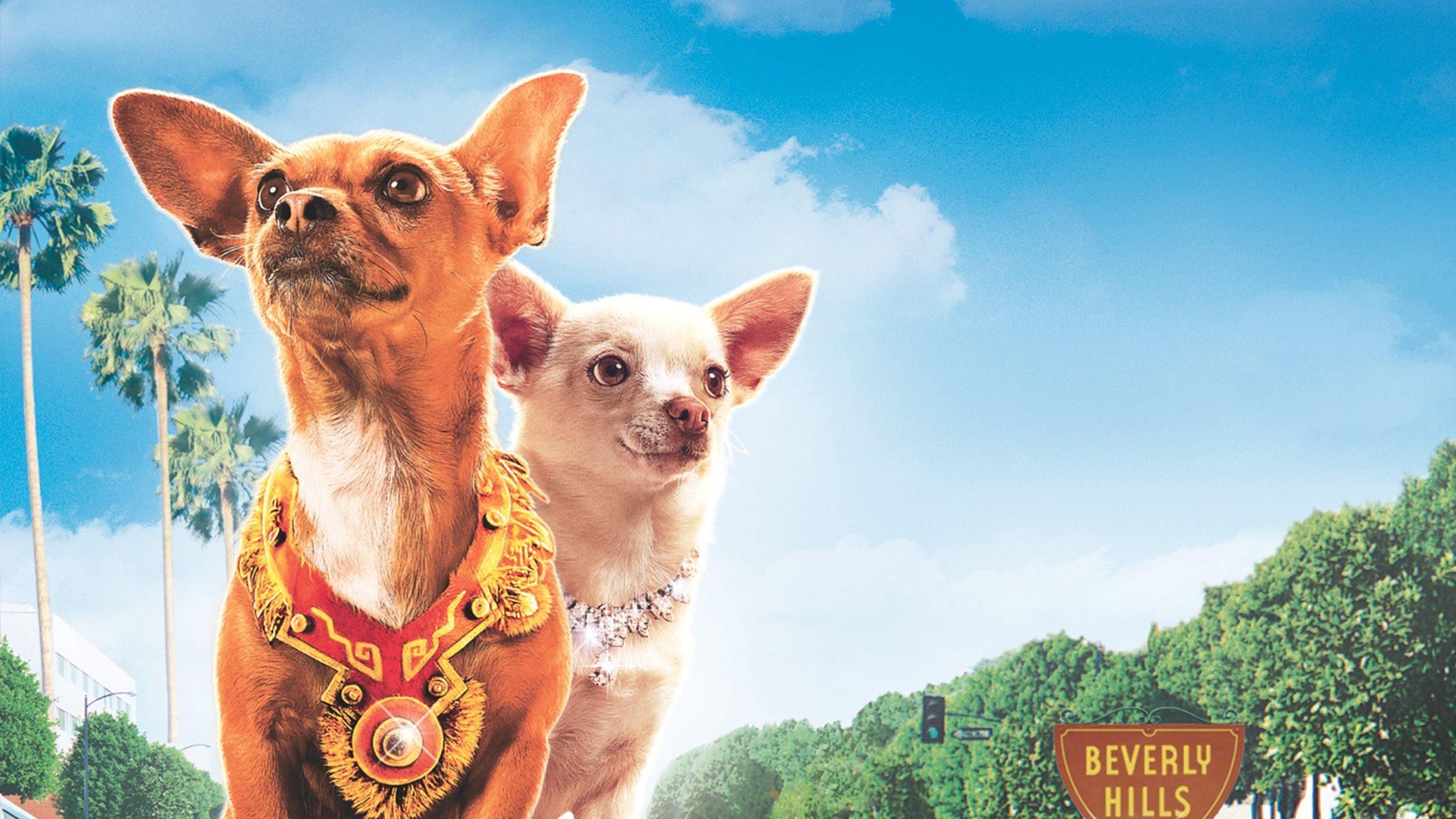 Beverly Hills Chihuahua